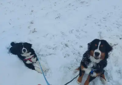 ST-Bernese Puppies Looking for A New Home!, View more