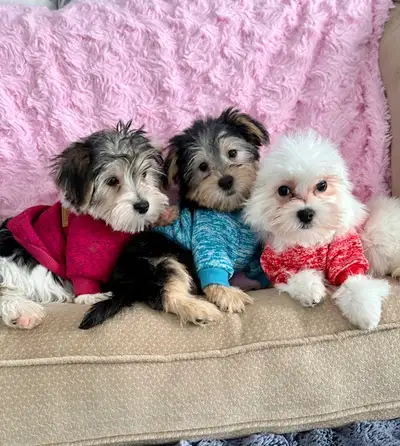 Beautiful Tiny Toy morkie puppies, View more