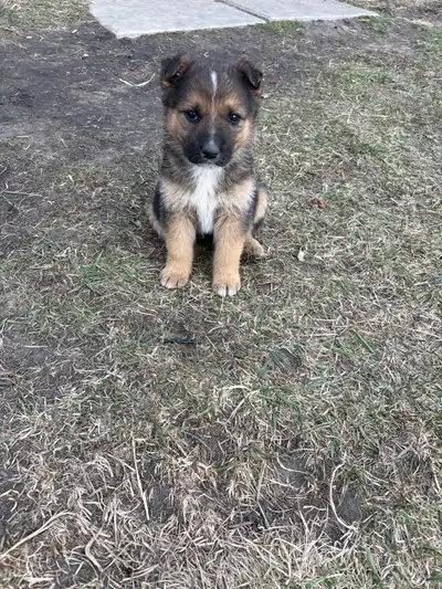 German shepherd mixed puppies, View more