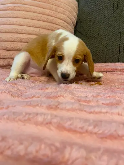 Puppies for sale, View more