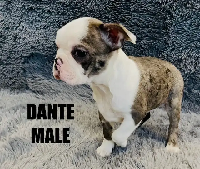 Gorgeous Boston Terrier Puppies in Dogs & Puppies for Rehoming in City of Toronto - Image 5