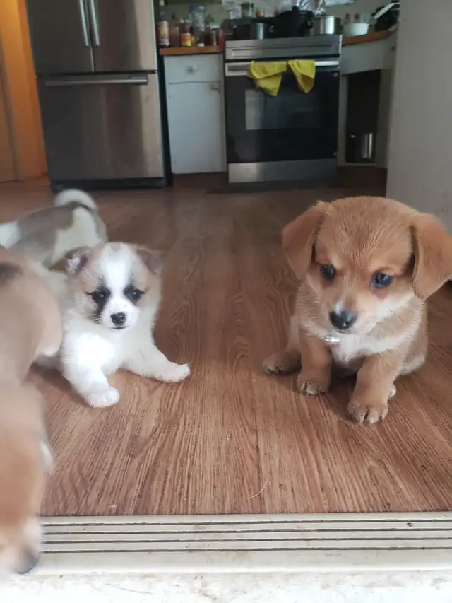 puppies for sale in Dogs & Puppies for Rehoming in Calgary - Image 6