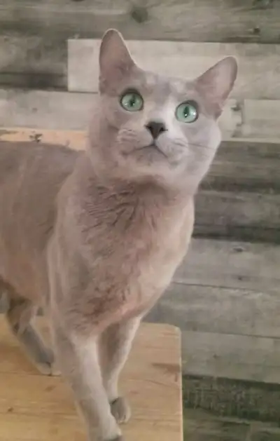 TICA-Registered Russian Blue Boy, View more