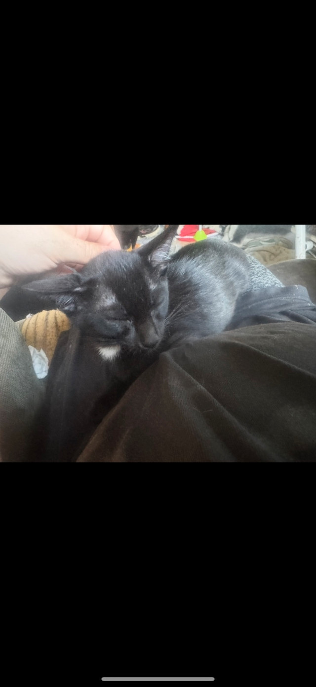 Bébé chat dans Chats et chatons à adopter  à Lanaudière - Image 2