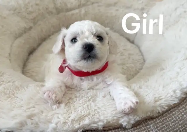 Adorable pur bichon frise puppies look for new home in Dogs & Puppies for Rehoming in Winnipeg - Image 3