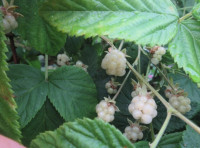 Polar Berry™ Blackberry Plant (aka white blackberry) each