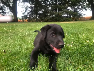 Black Lab cross Pups, View more