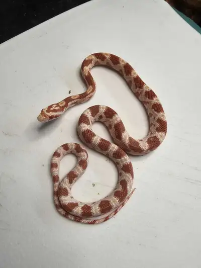 corn snakes, View more