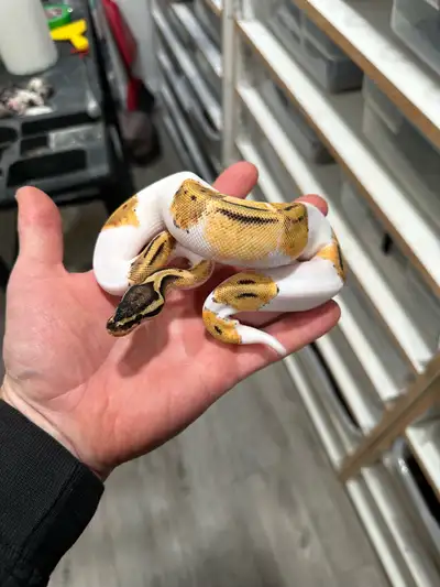 I have this awesome female available. She would make a great pet or future breeder. I was originally...