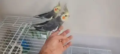Cockatiel for sale, View more