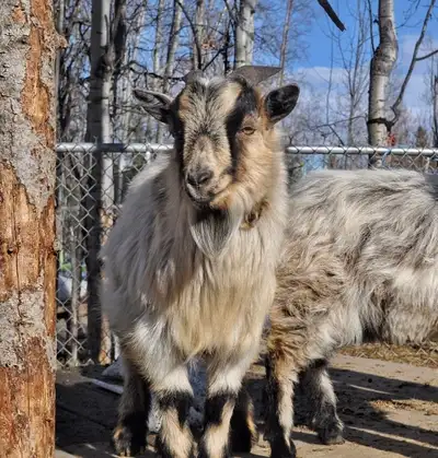 Nigerian dwarf (Male), View more