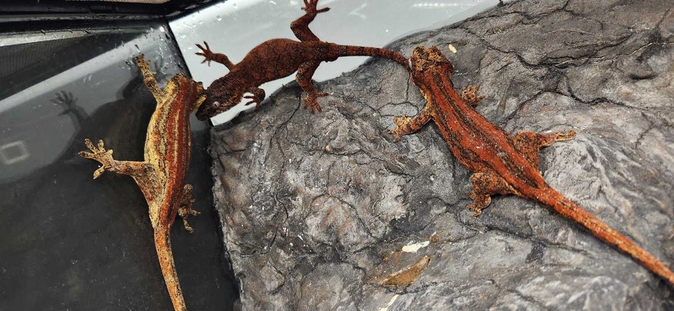 4 Gargoyles Geckos, breeding Project | Reptiles & Amphibians for ...