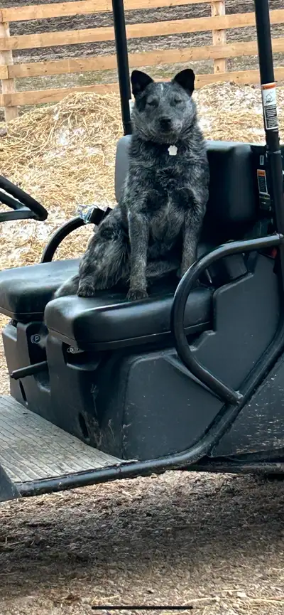 blue heeler puppies for sale, View more