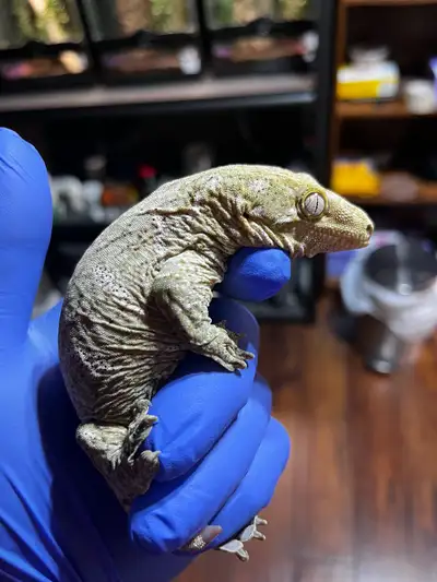 Bayo x Moro/Gt leachianus female, View more