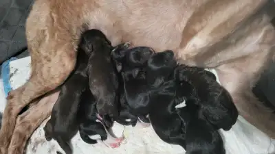 Whoodle x Cockapoo Puppies, View more