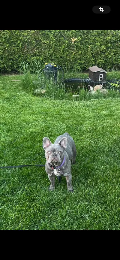 Femelle bouledogue français de 11 mois prénommé Lily … nous l’avons adopter il y a 4 mois, elle est...