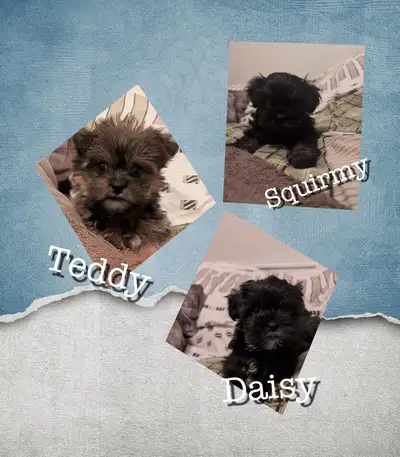 Beautiful Shorkies, View more