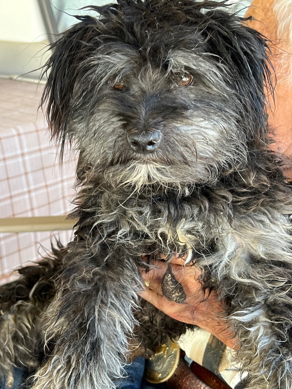 Male Terrier Mix Dog available for Adoption Dogs & Puppies for