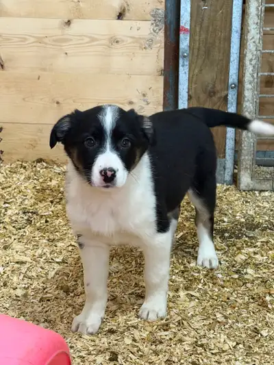 Australian Shepherd Puppies, View more