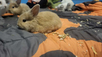 8 week old dwarf rabbits for sale