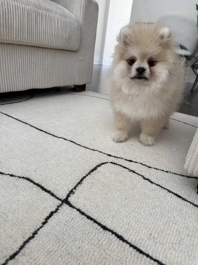 Pomeranian in Dogs & Puppies for Rehoming in City of Toronto - Image 3