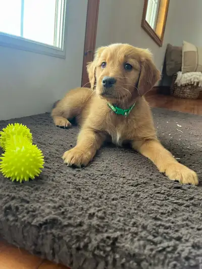 Red Retriever for sale, View more