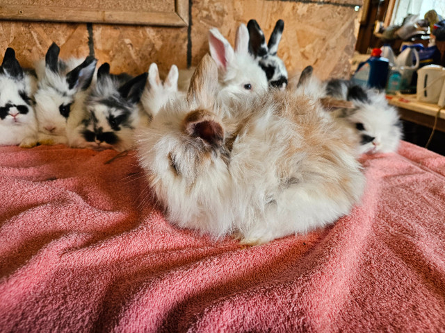 10 Angora lop x rabbits. Ready to go in Small Animals for Rehoming in Belleville - Image 4