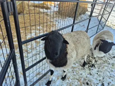 1 Year Old Proven Intact Dorper Ram, View more