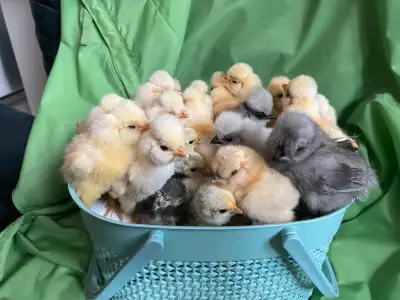 SOLD, Please message for more available babies Parents housed in color separated pens. Update:14 lef...