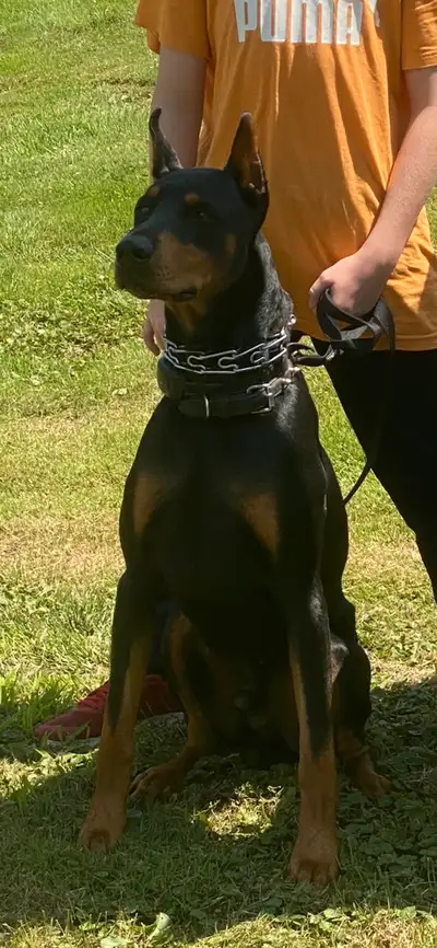 100% European Doberman puppies females, View more