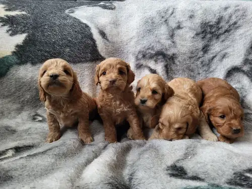 Reach out at 902-986-8244 Adorable, Hypoallergenic Cockapoo Puppies Ready for Their Forever Homes! W...