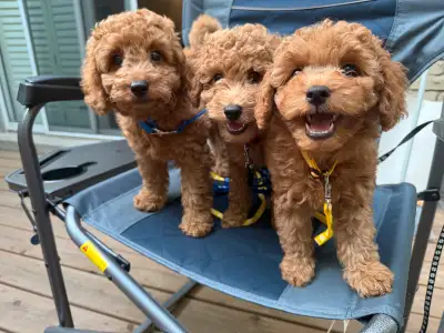 Male toy cockapoo puppies available!!!, View more