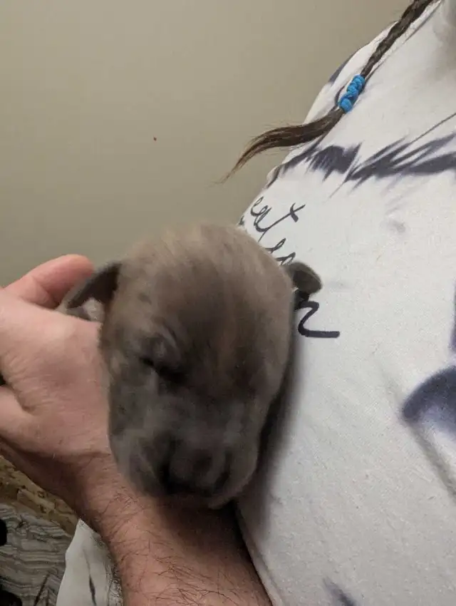 Pups please message number in Dogs & Puppies for Rehoming in Medicine Hat - Image 5