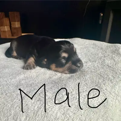 We have a litter of 6 purebred Dandie Dinmont Terriers for sale, born on April 11, 2025. They will b...