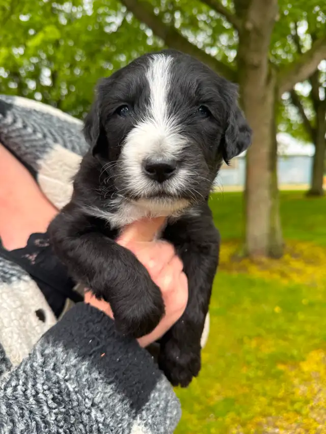 Old English sheepdog cross puppies for sale! in Dogs & Puppies for Rehoming in London - Image 4