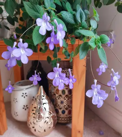 Beautiful False African Violet aka Streptocarpus saxorum is a trailing, tropical evergreen perennial...