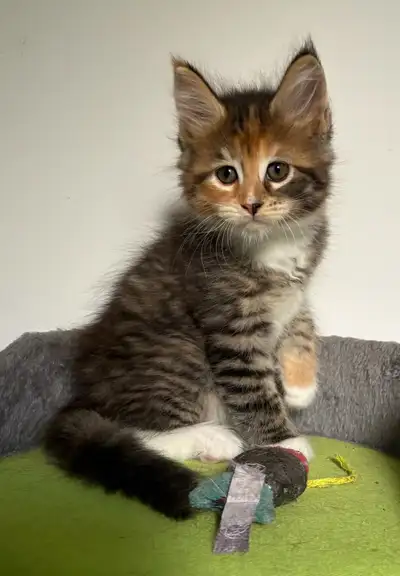 main coon, View more