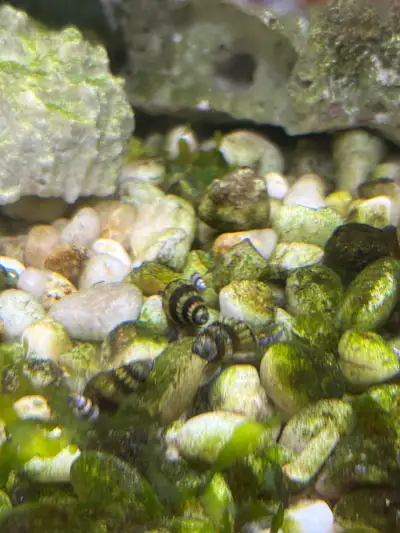 Assassin Snail-Large, View more
