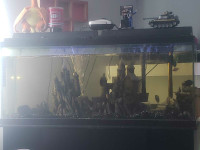 55 gallon with stand n fish 