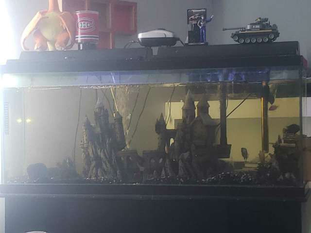 55 gallon with stand n fish  in Fish for Rehoming in Trenton