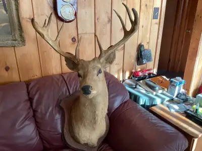 Great  Deer Mount, View more