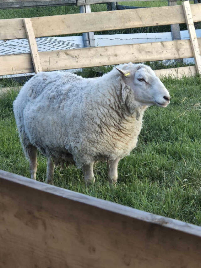 Sheep-Rideau Arcott Ram in Livestock in Edmonton - Image 2