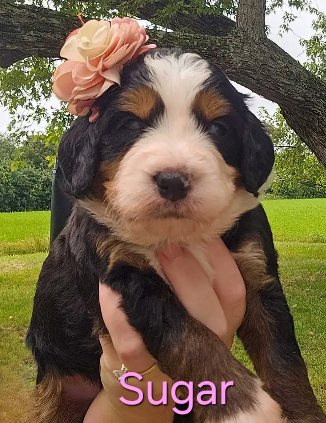 puppy yoga