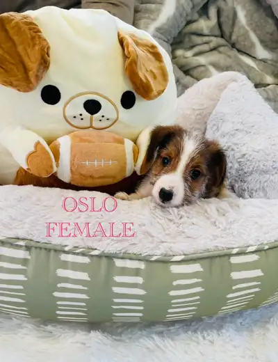 ONE GIRL LEFT!❤️Miniature Sheltipoo pups❤️647-485-0974❤️, View more