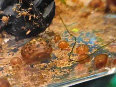 Ramshorn Snails - Orange Leopard, Orange, Black, View more