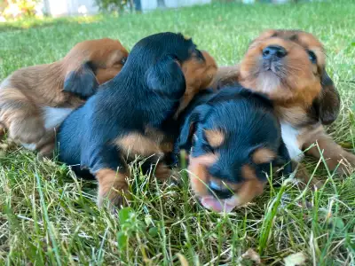I have 3 long haired mini dachshunds available. One male and 2 females. They go home 8 weeks after b...