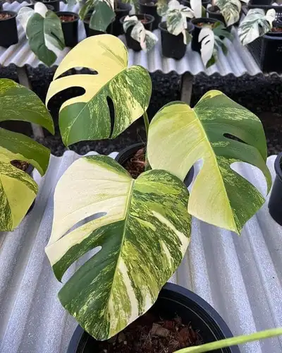 Monstera marmorata tricolor, View more