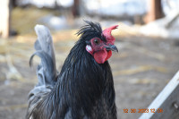 Sold* Young Friendly Easter Egger Rooster | Loves Kids & Hugs!