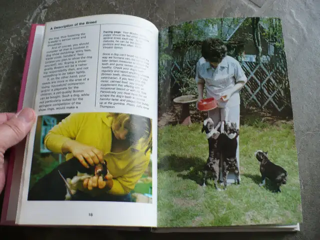 BOSTON TERRIERS ( BOOK ) in Other in Longueuil / South Shore - Image 6
