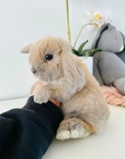 Bébés ( lapins ) nain - bélier hollandais ❤️femelle❤️, View more